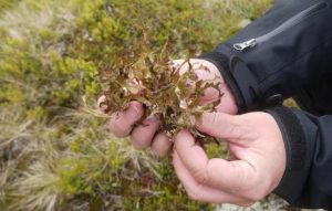 Исландский мох для лечения желудка thumbnail