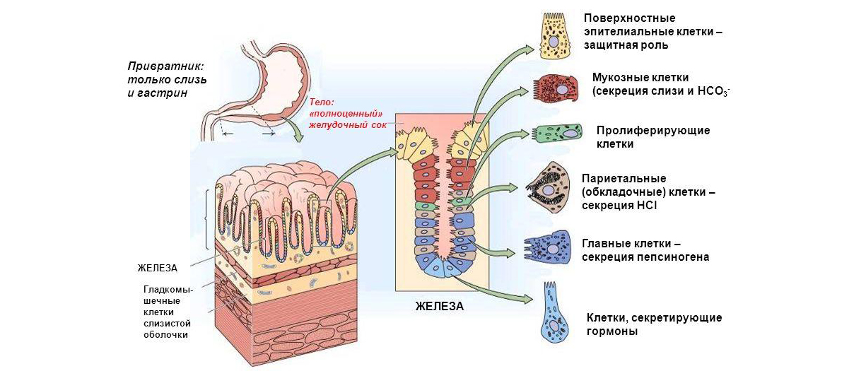 Слизистые клетки секрет. Париетальные клетки слизистой оболочки секретируют. Париетальных клеток слизистой оболочки желудка. Железы желудочной секреции. Виды клеток секретирующих желудочный сок.