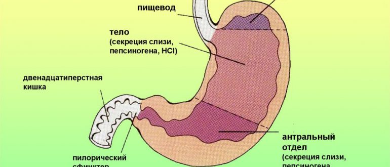 Желудок человека фото анатомия