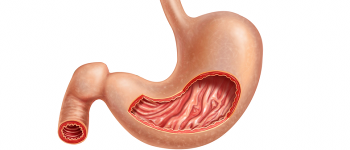 Железы желудка состоят. Функциональная ана­томия слизистой оболоч­ки желудка. Железы желудка их виды и функции